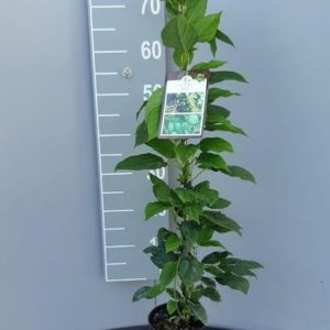 A vigorous Actinidia arguta 'Issai' vine laden with clusters of small, smooth-skinned green kiwi berries nestled among its vibrant green oval leaves.