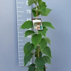 A vibrant Actinidia deliciosa 'Jenny' vine with large, heart-shaped green leaves and clusters of creamy white flowers. Healthy and lush.