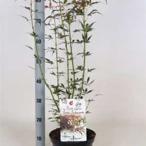 Acer palmatum 'Jerre Schwartz' displaying its deeply lobed, delicate leaves in vibrant seasonal colours, from fresh green in spring to fiery orange and red in autumn. A compact, elegant Japanese maple.