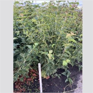 Acer rufinerve (Snakebark Maple) displays its distinctive green bark with elegant white stripes, showcasing large lobed leaves that transition to brilliant autumn shades of yellow, orange, and red.