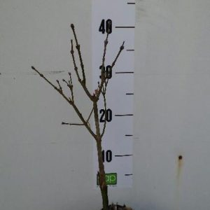 A vibrant Acer shirasawanum 'Aureum', the Golden Full Moon Maple, showcasing its distinctive large, fan-shaped golden-yellow foliage and graceful branching.