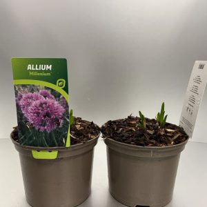 Allium 'Millennium' showing its numerous dense, spherical rose-purple flowerheads on upright green stems against a background of its strap-like foliage.