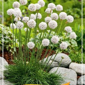 A compact mound of Armeria mar. 'Abbey White' featuring slender, dark green, grass-like foliage with numerous pure white, spherical flower heads on thin stems.