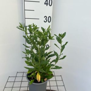 Vibrant Aster ageratoides 'Ashvi' showcasing numerous lavender-blue, daisy-like flowers with bright yellow centres, amidst fresh green foliage.