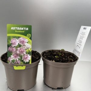 Close-up of Astrantia 'Buckland' showing its unique pincushion-like, soft pink and white flowers with green bracts and lush green, deeply lobed foliage.
