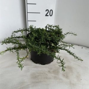 Aster ericoides 'Snowflurry' displaying a profusion of tiny, pure white, daisy-like flowers with yellow centres, forming a dense, low-growing mound of delicate green foliage in autumn.