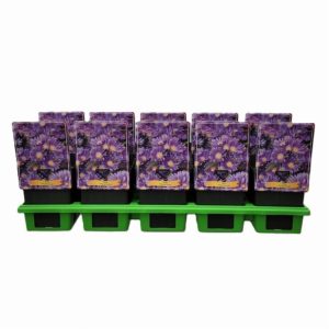 Aster 'Wood's Purple' showcasing its vibrant violet-purple, daisy-like flowers with bright yellow centres, nestled amongst healthy green foliage.