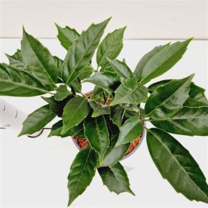 Aucuba japonica 'Rozannie' showcasing its dense, glossy dark green foliage and abundant clusters of bright, round red berries, adding winter interest.