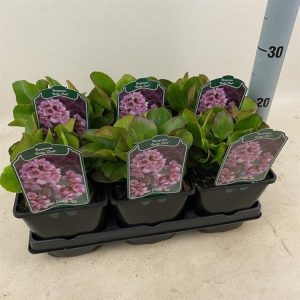 Bergenia 'Baby Doll' showcases large, glossy, leathery evergreen foliage, often tinted red, with delicate shell-pink, bell-shaped flowers held on sturdy stems.