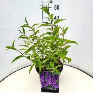 Close-up of vibrant violet-purple conical flower spikes of Buddleja davidii 'Ile de France' in full bloom, attracting butterflies.