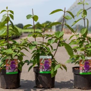 Callicarpa bodinieri 'Imperial Pearl' shrub with bare, arching branches heavily laden with dense clusters of small, iridescent purple berries.