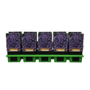 Campanula cochleariifolia 'Jingle Blue' showcases a vibrant cluster of small, bell-shaped, lilac-blue flowers blooming above a dense mat of rounded green leaves.