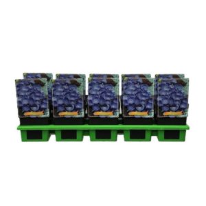 A vibrant Campanula carpatica 'Pearl Blue' with abundant deep blue, cup-shaped flowers nestled amongst bright green, heart-shaped leaves.