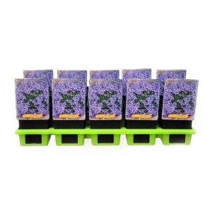 Campanula garganica 'Erinus Major' showcases a dense mat of small, mid-green leaves covered in abundant star-shaped, lavender-blue flowers.