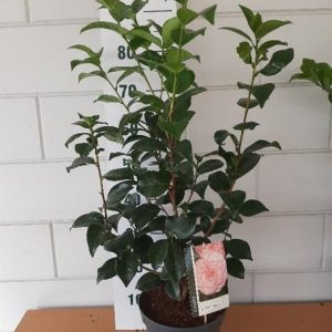 Camellia japonica 'William Bartlett' displays vibrant semi-double red blooms with contrasting yellow stamens against dark, glossy evergreen foliage.