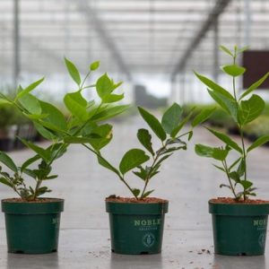 Calycanthus 'Venus' showcases exquisite creamy-white, star-shaped flowers with striking red-purple centres, complemented by lush, glossy green foliage.