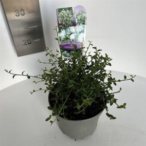 Ceanothus thyrsiflorus 'Millerton Point' displays abundant clusters of deep blue flowers among glossy, dark green evergreen leaves, creating a vibrant spectacle.