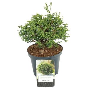 A compact, rounded Chamaecyparis obtusa 'Brigitte' conifer with dense, layered fan-like sprays of deep green, scale-like foliage.