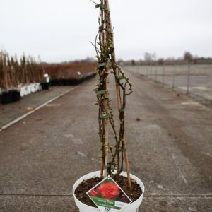 Chaenomeles speciosa 'Orange Storm' displays a profusion of vibrant, double orange, camellia-like flowers clustered along thorny branches in early spring.