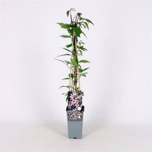 Clematis 'Elizabeth' features a profusion of delicate, fragrant pale pink, star-shaped flowers amidst bronze-tinted new foliage maturing to lush green.