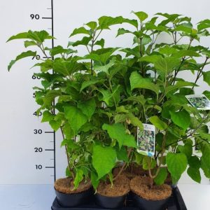 Clerodendrum trichotomum, a deciduous shrub with large heart-shaped green leaves. Features fragrant white flowers with contrasting red calyces, followed by vibrant blue metallic berries.