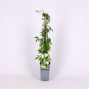 Clematis orientalis displaying its unique, nodding, bell-shaped golden-yellow flowers and decorative, fluffy, silvery seed heads against finely cut foliage.