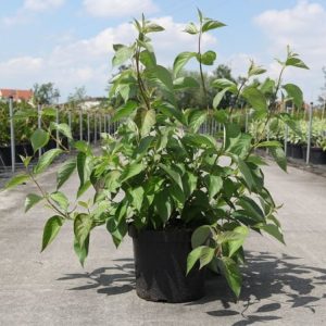 Cornus alba Baton Rouge with intensely vibrant, dark red, upright stems in winter. The branches are bare, showcasing their brilliant colour, ready to sprout green leaves in spring.