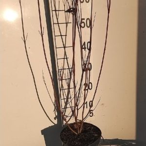 A vibrant Cornus alba shrub displaying bright red winter stems, with some remaining green and red-tinged autumn leaves.