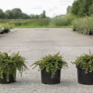 A compact, low-growing Cotoneaster adpressus 'Little Gem' displaying its glossy green leaves, dense form, and abundant bright red berries.