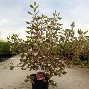 Cornus alba Miracle showcasing its striking crimson-red winter stems, vibrant variegated green, cream, and pink foliage, and delicate white spring flowers.