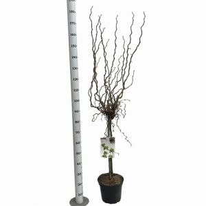 Corylus avellana 'Twister', a stunning deciduous shrub with intricately gnarled, twisting bare branches, showcasing its unique architectural form in winter.