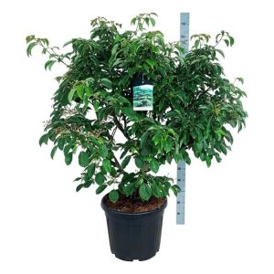 A beautiful Cornus controversa 'Pagoda' tree showcasing its distinctive horizontal, tiered branches and flat clusters of creamy-white spring flowers.