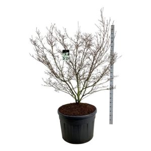 A vibrant Cornus kousa 'China Girl' displaying its distinctive creamy-white, star-shaped flower bracts against lush green foliage in early summer.