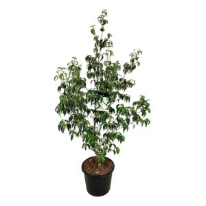 A beautiful Cornus kousa 'Milky Way' tree showcasing abundant white, star-like flower bracts among its fresh green leaves in summer.