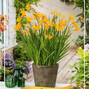 Crocosmia 'George Davidson' showcasing vibrant golden-yellow, funnel-shaped flowers arranged along arching stems, with slender, sword-like green foliage.