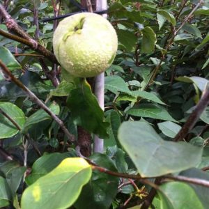 Cydonia oblonga 'Leskovacka' displaying its delicate, pale pink spring blossoms, followed by large, golden-yellow, pear-shaped, aromatic quince fruits amongst green foliage.