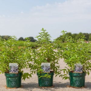 Deutzia compacta 'Lavender Time' showcasing a dense, compact shrub adorned with abundant clusters of delicate, star-shaped lavender-pink flowers. Its fresh green leaves provide a perfect backdrop.