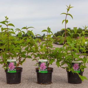 Deutzia hybrida 'Perle Rose' with a dense display of delicate, double pink flowers, featuring many layers of petals and lush green foliage.