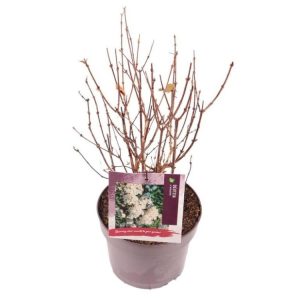 Close-up of a Deutzia lemoinei shrub showcasing abundant pure white, star-shaped flowers clustered amongst vibrant green ovate leaves during its late spring bloom.