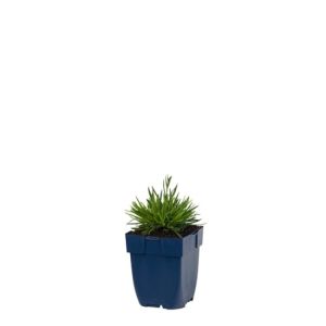 Close-up of Dianthus 'Dinetta Lilac' displaying numerous frilly, lilac-pink flowers with darker centres, set against a backdrop of silvery-green, grass-like foliage.