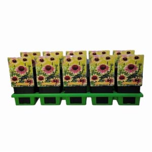 Close-up of Echinacea purpurea 'Green Twister' with unique lime-green petals transitioning to purple-pink around a prominent coppery-brown cone.