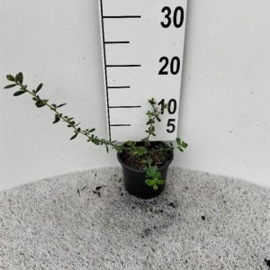 Escallonia 'C.F. Ball' showcases glossy, dark green evergreen leaves and an abundance of vibrant carmine-red, bell-shaped flowers blooming in summer.