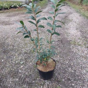 A vibrant Euonymus alatus 'Compactus' displaying brilliant fiery red autumn leaves and distinctive corky wings on its stems, with small orange-red berries visible.