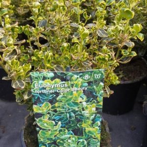 Euonymus fort. 'Color Beauty' showcasing dense evergreen foliage with glossy green leaves boldly edged in creamy-white, providing year-round vibrancy.