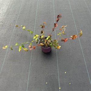 A low-growing, evergreen groundcover, Euonymus fortunei 'Dart's Blanket', displaying small, deep green leaves that acquire a purplish-bronze hue in colder months, forming a dense mat.