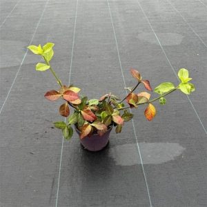 Vibrant Euonymus fortunei 'Hort's Blaze' showcasing its striking seasonal foliage, transitioning from green with yellow margins to fiery pink, red, and orange tones.