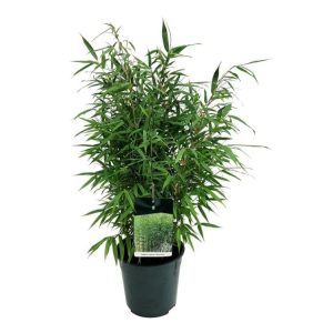 Lush, upright Fargesia robusta 'Wenchuan' bamboo showcasing vibrant green foliage and sturdy, clean culms with distinctive white sheaths, forming a dense, elegant clump.