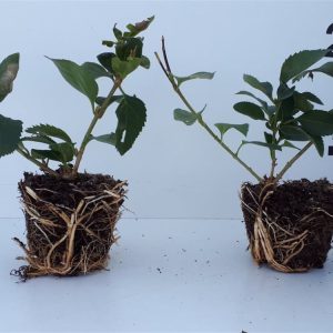 A magnificent Forsythia 'Goldrausch' shrub, showcasing a profusion of bright golden-yellow, cup-shaped flowers covering its bare stems.