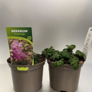 Geranium cantabrigiense 'Cambridge' exhibits deeply lobed, aromatic, semi-evergreen foliage with vibrant pink-purple flowers. Autumn leaves develop rich red tones.