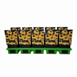 Helenium bigelovii 'The Bishop' showcasing numerous vibrant golden-yellow daisy-like flowers with distinctive brown-green central cones.